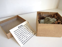 Load image into Gallery viewer, Gift Boxed Pyrite Cluster